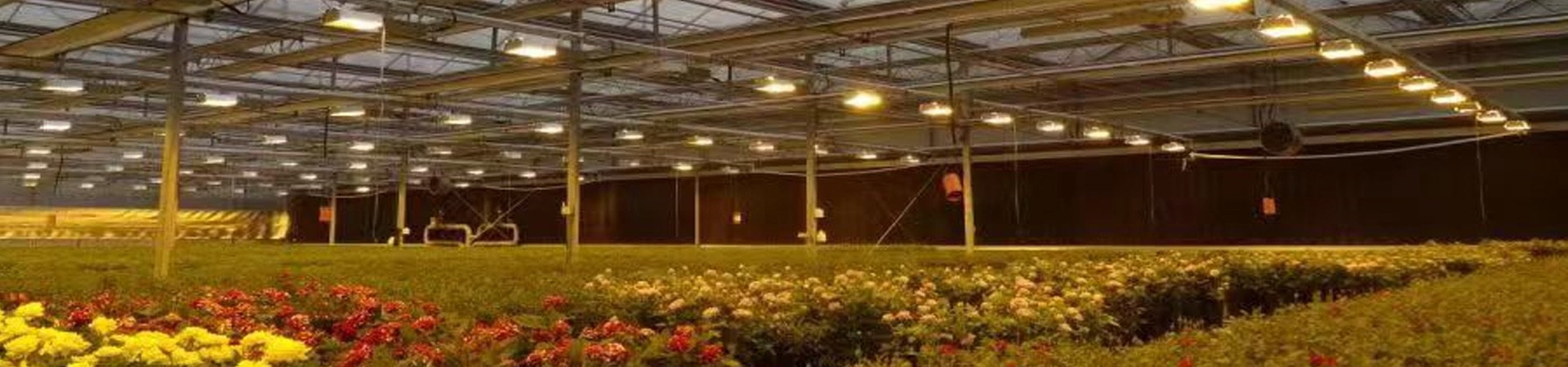 植物照明检测